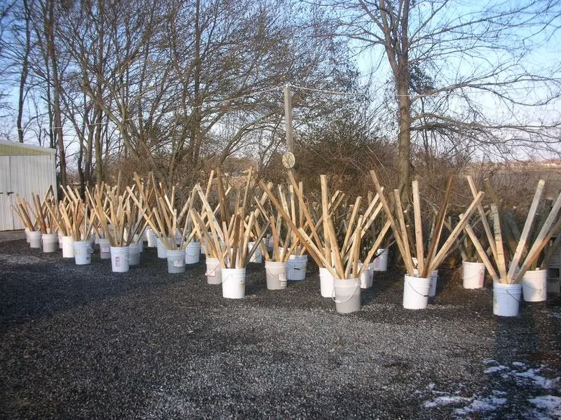 Pics of crappie beds...